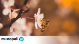 Ολλανδία, Μέλισσες,ollandia, melisses