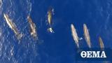 Ιόνιο Πέλαγος, Φάλαινες ΐζουν, - Εκπληκτικές,ionio pelagos, falaines ΐzoun, - ekpliktikes