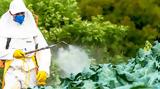 Pests,Pesticide Management