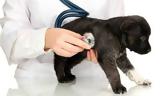 Οι κτηνίατροι απεργούν για το σχέδιο νόμου για τα ζώα συντροφιάς,