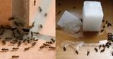 Μυρμήγκια, -ΒΙΝΤΕΟΦΩΤΟ,myrmigkia, -vinteofoto
