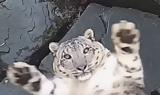 Η στιγμή που λεοπάρδαλη του χιονιού παρατηρεί για πρώτη φορά την κάμερα ασφαλείας στο χώρο της (video),