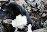 Η ιστορία του σκύλου που έθαψαν ζωντανό κάτω από πέτρες και τον άφησαν να πεθάνει,