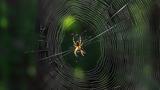 Ο ιστός της αράχνης ίσως ανοίξει τον δρόμο για την αντικατάσταση του πλαστικού,