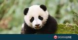 Αξιολάτρευτα Pandas, ΒΙΝΤΕΟ,axiolatrefta Pandas, vinteo