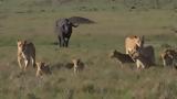 Εθνικό Πάρκο Μασάι-Μάρα |,ethniko parko masai-mara |