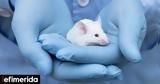 Οι ευρωβουλευτές απαιτούν μέτρα για το τέλος της χρήσης ζώων στην επιστημονική έρευνα και τις δοκιμές,