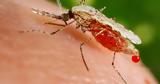 Γιατί η κυκλοφορία του εμβολίου κατά της ελονοσίας θεωρείται «πρωτοποριακή»,