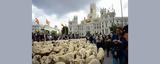 Κυκλοφοριακό, Πρόβατα, Μαδρίτης ’, Photo,kykloforiako, provata, madritis ’, Photo