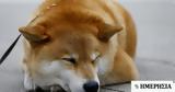 Crypto,Shiba Inu