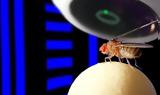 Τι κρύβει ο εγκέφαλος της μύγας και ελκύει τους ερευνητές;,