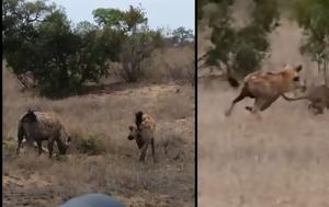 Συγκλονιστικό, Λεοπάρδαλη, sygklonistiko, leopardali