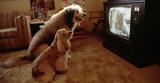 DogTV,