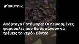 Αχόρταγα Γατόψαρα, - Βίντεο,achortaga gatopsara, - vinteo