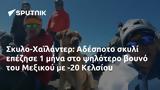 Σκυλο-Χαϊλάντερ, Αδέσποτο, Μεξικού, -20 Κελσίου,skylo-chailanter, adespoto, mexikou, -20 kelsiou