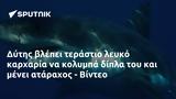 Δύτης, - Βίντεο,dytis, - vinteo