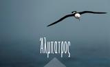 Περικλής Κυπραίος – “Άλμπατρος”,periklis kypraios – “albatros”