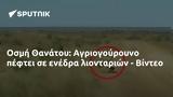 Οσμή Θανάτου, Αγριογούρουνο, - Βίντεο,osmi thanatou, agriogourouno, - vinteo