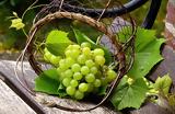 Grapes – Overview,Greek