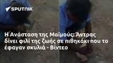 Ανάσταση, Μαϊμούς, Άντρας, - Βίντεο,anastasi, maimous, antras, - vinteo