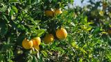 INCOFRUIT-HELLAS,