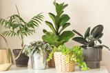 8 εντυπωσιακά φυτά εσωτερικού χώρου για να κάνεις δώρο στους plant lovers της ζωής σου,