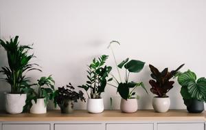5 φυτά εσωτερικού χώρου που αντέχουν στις χαμηλές θερμοκρασίες και τη σκιά