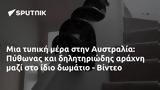 Αυστραλία, Πύθωνας, - Βίντεο,afstralia, pythonas, - vinteo