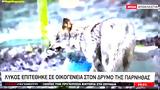 Επίθεση, Πάρνηθα…VIDEO,epithesi, parnitha…VIDEO