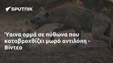 Ύαινα, - Βίντεο,yaina, - vinteo