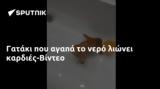 Γατάκι, -Βίντεο,gataki, -vinteo