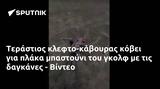 Τεράστιος -κάβουρας, - Βίντεο,terastios -kavouras, - vinteo