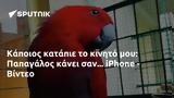 Κάποιος, Παπαγάλος, Phone - Βίντεο,kapoios, papagalos, Phone - vinteo