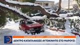 Δέντρο, Μαρούσι,dentro, marousi