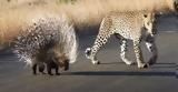 Λεοπάρδαλη, Σκατζόχοιρου, Αναμέτρηση,leopardali, skatzochoirou, anametrisi