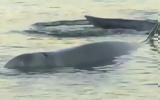 Φάλαινα, Άλιμο - Κινητοποίηση, VIDEO,falaina, alimo - kinitopoiisi, VIDEO