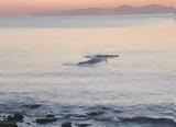 Φάλαινα, Άλιμο, Μεταφέρθηκε, – Ανταποκρίνεται,falaina, alimo, metaferthike, – antapokrinetai