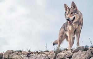 Λύκος, Διόνυσο, lykos, dionyso