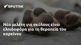 Νέα μελέτη για σκύλους είναι ελπιδοφόρα για τη θεραπεία του καρκίνου,