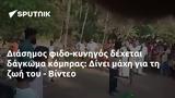 Διάσημος -κυνηγός, Δίνει, - Βίντεο,diasimos -kynigos, dinei, - vinteo