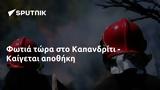 Φωτιά, Καπανδρίτι - Καίγεται,fotia, kapandriti - kaigetai