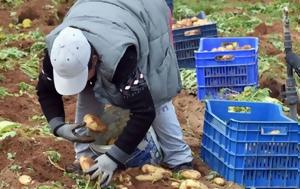 Αγροτικοί Συνεταιρισμοί, Χανίων, – Επιστολή, Υπουργό Αγροτικής Ανάπτυξης, agrotikoi synetairismoi, chanion, – epistoli, ypourgo agrotikis anaptyxis