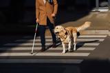 Η πρώτη γονιδιακή θεραπεία της συγγενούς στάσιμης νυχτερινής τύφλωσης σε σκύλους δίνει ελπίδες και για τους ανθρώπους,