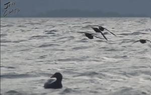 Μέλος Δ Σ, Κυνηγετικού Συλλόγου, melos d s, kynigetikou syllogou