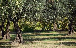 Ελιά, Ανοιξιάτικη, elia, anoixiatiki