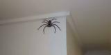 Αν βρείτε αράχνη στο σπίτι,  μην τη σκοτώσετε,συμβουλεύουν οι ειδικοί