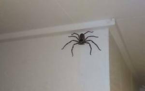 Αν βρείτε αράχνη στο σπίτι,  μην τη σκοτώσετε,  συμβουλεύουν οι ειδικοί