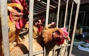 Γρίπη, Εντοπίστηκε, Κίνα, H3N8, gripi, entopistike, kina, H3N8