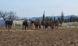 Γρεβενά, Ακυρώθηκε,grevena, akyrothike