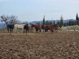 Γρεβενά, Ακυρώθηκε,grevena, akyrothike